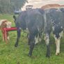 Show grade BBX heifer Image 3