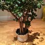 Crassula (Money Tree) plant, 15 years old Image 4