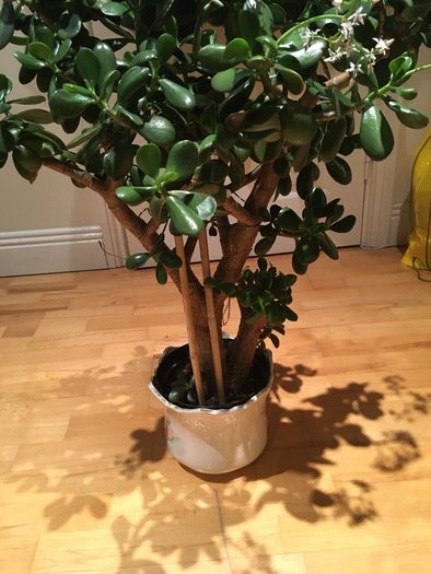 Crassula (Money Tree) plant, 15 years old