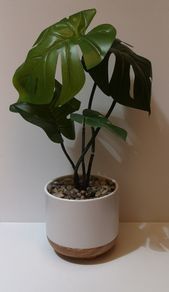 Monstera Plant