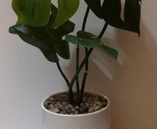 Monstera Plant