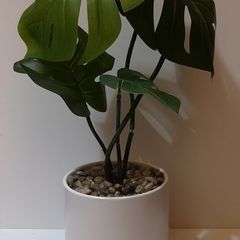 Monstera Plant