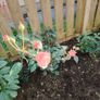 Rose  plant Image 6