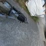 ifor Image 10