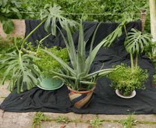 Indoor Plants - Monstera Deliciosa & Aloe Vera