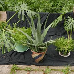 Indoor Plants - Monstera Deliciosa & Aloe Vera