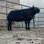 2 Super pb blue Texel hogget rams Image 6