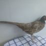 Taxidermy Common Cock Pheasant Image 2