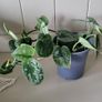 Scidnapsus pictus " Silver Ann" Satin pothos. House plant Image 7