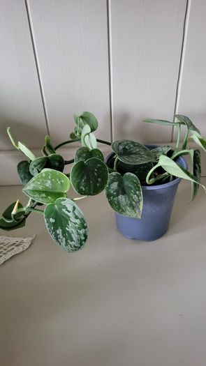 Scidnapsus pictus " Silver Ann" Satin pothos. House plant