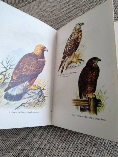 Birds in Colour by Bruce Campbell 1974 hardback with dustcover in good condition with some signs of wear on the dustcover see photos over 200 colour illustrations FREE STANDARD POSTAGE INCLUDED