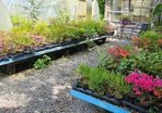 Shrubs and Plants