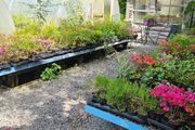 Shrubs and Plants