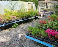 Shrubs and Plants