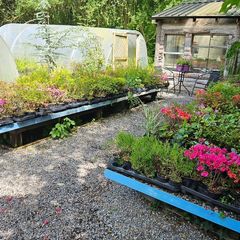 Shrubs and Plants