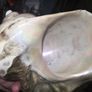 Large turban snail shell 16cm!! Image 3