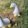 Ducks x 3 Image 3