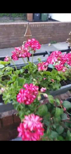 garden plants