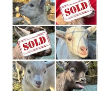 Pygmy kid goats