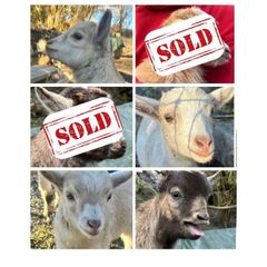 Pygmy kid goats