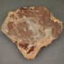 Fossilized wood, Madagascar, Triassic period. Image 3