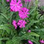 Job lot Cottage garden perennial flowers Image 10