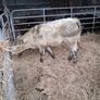 6 Heifer weanlings Image 5
