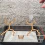 bird cage Image 5
