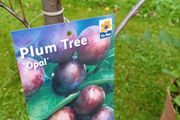 Plum / Opal Fruit Tree.