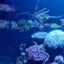 Marine Tank Image 8