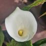 Potted plant Image 2