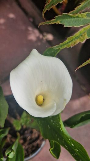 Potted plant