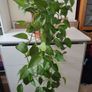 Golden Pothos (Devils Ivy) Image 5
