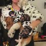 Cruella De Vil - Halloween Costume - Wig, Gloves and Dalmatian Shawl Image 7