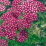 plants Image 2