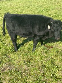 Dexter calves