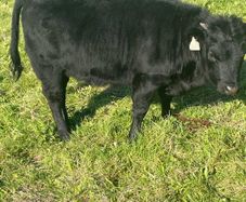 Dexter calves