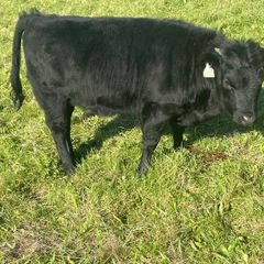 Dexter calves