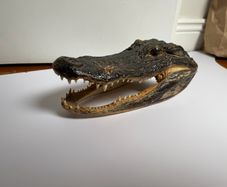 Preserved Alligator Head