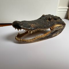 Preserved Alligator Head