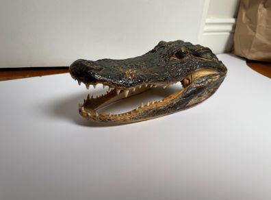 Preserved Alligator Head
