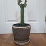 Euphorbia Trigona Rubra cactus succulent in terracotta pot Image 2