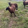 Ewe lambs Image 4