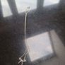 Tiffany and Co Sterling Silver Mini Bow Necklace Image 3