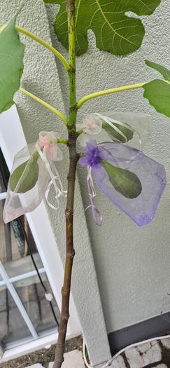 Fig Tree with Figs