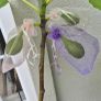 Fig Tree Image 3