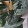 Scidnapsus pictus " Silver Ann" Satin pothos. House plant Image 6
