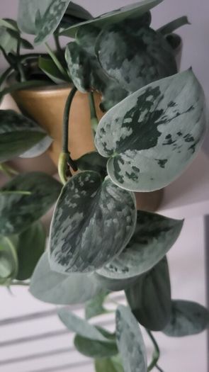 Scidnapsus pictus " Silver Ann" Satin pothos. House plant