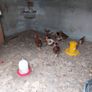 2 Road Island Red Roosters for Free Image 2