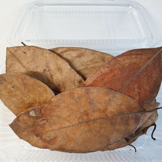 Jack,Maple,Guave,Walnut,Mulberry Leaves ect... 1000ml